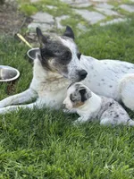 Pebble, a female Australian Cattle Dog for sale in Maple Valley, WA – 4 of 8