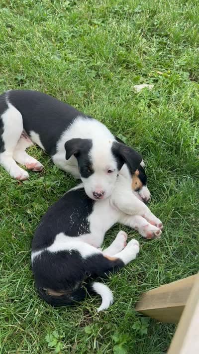 Solo, a male Lancashire Heeler for sale in Maple Valley, WA – 4 of 4