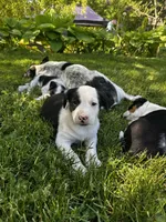 Solo, a male Lancashire Heeler for sale in Maple Valley, WA – 3 of 4