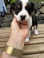 Bizzy, a female Australian Cattle Dog for sale in Maple Valley, WA – 4 of 5