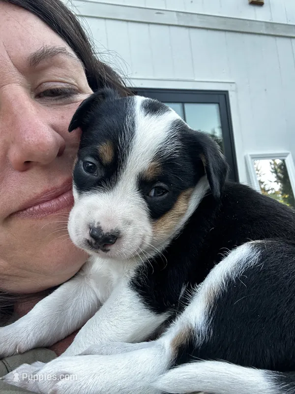 Bizzy – Australian Cattle Dog puppy for sale in Maple Valley, WA