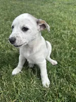 Yeti , a female Australian Cattle Dog for sale in Maple Valley, WA – 6 of 7