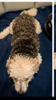 Maltipoo male , a male Maltipoo and Poodle - Toy  for sale in Atlanta, GA – 2 of 7