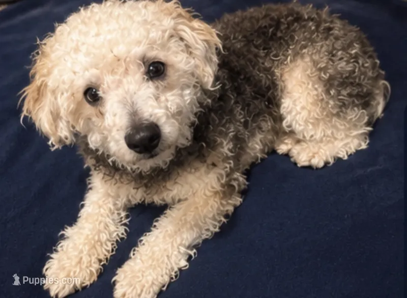Maltipoo puppy  – Maltipoo, Poodle - Toy  puppy for sale in Atlanta, GA
