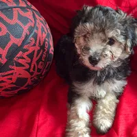 Teddy Maltipoo designer puppy , a male Maltipoo for sale in Atlanta, GA – Photo 10 of 10