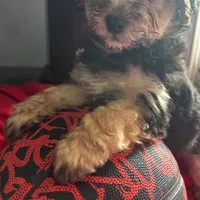 Teddy Maltipoo designer puppy , a male Maltipoo for sale in Atlanta, GA – Photo 9 of 10