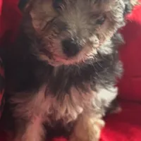 Teddy Maltipoo designer puppy , a male Maltipoo for sale in Atlanta, GA – Photo 7 of 10