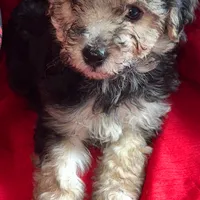 Teddy Maltipoo designer puppy , a male Maltipoo for sale in Atlanta, GA – Photo 5 of 10