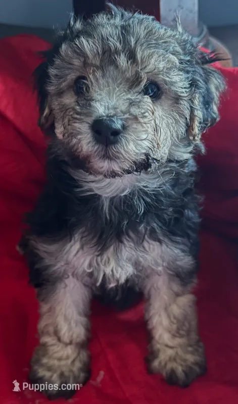 Morkie  designer pup