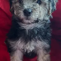 Teddy Maltipoo designer puppy , a male Maltipoo for sale in Atlanta, GA – Photo 1 of 10