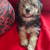 Teddy Maltipoo designer puppy , a male Maltipoo for sale in Atlanta, GA – Photo 3 of 10