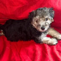 Teddy Maltipoo designer puppy , a male Maltipoo for sale in Atlanta, GA – Photo 4 of 10