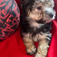 Teddy Maltipoo designer puppy , a male Maltipoo for sale in Atlanta, GA – Photo 6 of 10