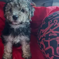 Teddy Maltipoo designer puppy , a male Maltipoo for sale in Atlanta, GA – Photo 8 of 10