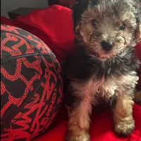 Teddy Maltipoo designer puppy , a male Maltipoo for sale in Atlanta, GA – Photo 2 of 10