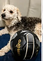 Maltipoo male , a male Maltipoo and Poodle - Toy  for sale in Atlanta, GA – 4 of 7