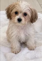  teddy puppy, a male Maltipoo and Poodle - Toy  for sale in Atlanta, GA – 2 of 6