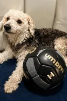 Maltipoo male , a male Maltipoo and Poodle - Toy  for sale in Atlanta, GA – 3 of 7