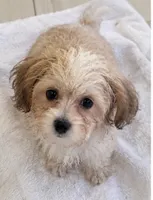  teddy puppy, a male Maltipoo and Poodle - Toy  for sale in Atlanta, GA – 3 of 6