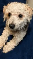 Maltipoo male , a male Maltipoo and Poodle - Toy  for sale in Atlanta, GA – 7 of 7