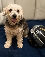 Maltipoo male , a male Maltipoo and Poodle - Toy  for sale in Atlanta, GA – 5 of 7