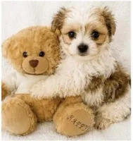  teddy puppy, a male Maltipoo and Poodle - Toy  for sale in Atlanta, GA – 3 of 3