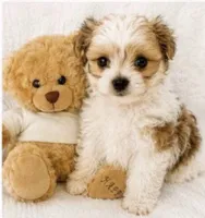  teddy puppy, a male Maltipoo and Poodle - Toy  for sale in Atlanta, GA – 2 of 3