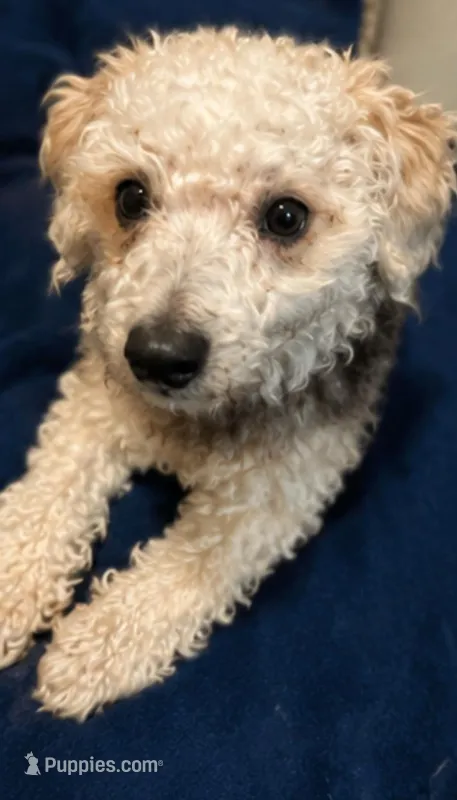 Maltipoo puppy  – Maltipoo, Poodle - Toy  puppy for sale in Atlanta, GA