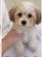  teddy puppy, a male Maltipoo and Poodle - Toy  for sale in Atlanta, GA – 5 of 6
