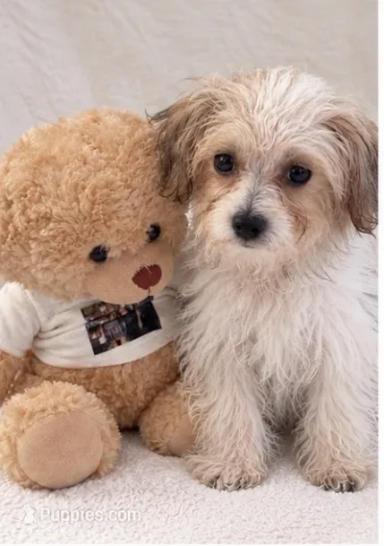  teddy puppy – Maltipoo, Poodle - Toy  puppy for sale in Atlanta, GA