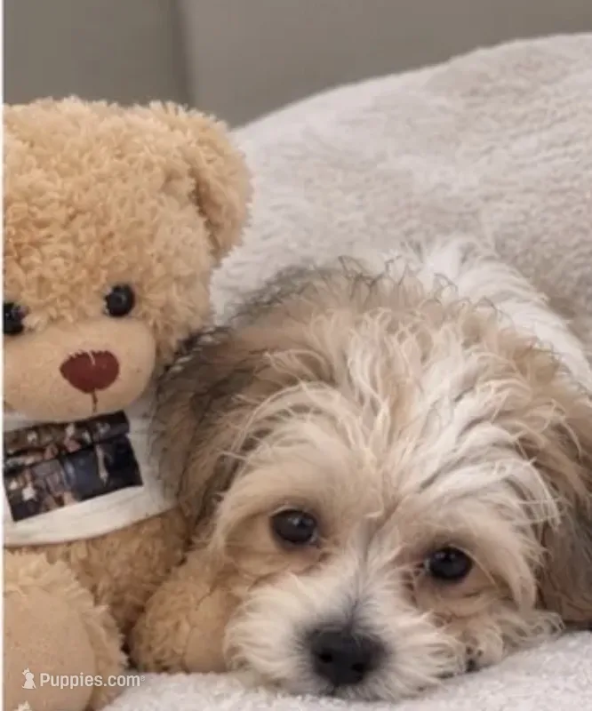  teddy puppy – Maltipoo, Poodle - Toy  puppy for sale in Atlanta, GA