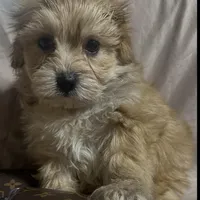 Maltipoo  designer , a female Poodle and Maltipoo for sale in Atlanta, GA – Photo 1 of 9