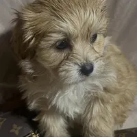 Maltipoo  designer , a female Poodle and Maltipoo for sale in Atlanta, GA – Photo 7 of 9