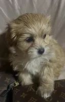 Maltipoo gold , a female Poodle and Maltipoo for sale in Atlanta, GA – Photo 8 of 10