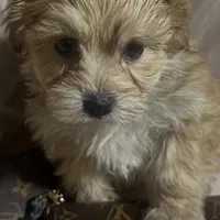 Maltipoo  designer , a female Poodle and Maltipoo for sale in Atlanta, GA – Photo 3 of 9