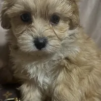 Maltipoo  designer , a female Poodle and Maltipoo for sale in Atlanta, GA – Photo 5 of 9