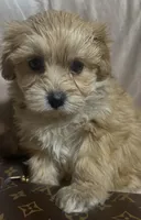 Maltipoo gold , a female Poodle and Maltipoo for sale in Atlanta, GA – Photo 5 of 10