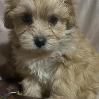 Maltipoo  designer , a female Poodle and Maltipoo for sale in Atlanta, GA – Photo 4 of 9