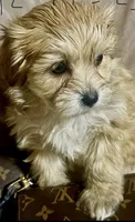 Maltipoo gold , a female Poodle and Maltipoo for sale in Atlanta, GA – Photo 6 of 10