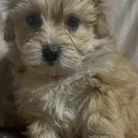 Maltipoo  designer , a female Poodle and Maltipoo for sale in Atlanta, GA – Photo 6 of 9