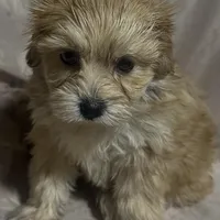 Maltipoo  designer , a female Poodle and Maltipoo for sale in Atlanta, GA – Photo 8 of 9