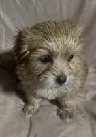 Maltipoo gold , a female Poodle and Maltipoo for sale in Atlanta, GA – Photo 2 of 10