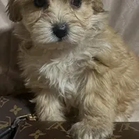 Maltipoo  designer , a female Poodle and Maltipoo for sale in Atlanta, GA – Photo 9 of 9