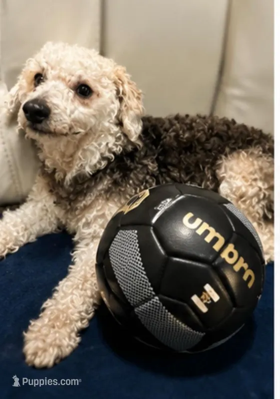 Maltipoo male  – Maltipoo, Poodle - Toy  puppy for sale in Atlanta, GA