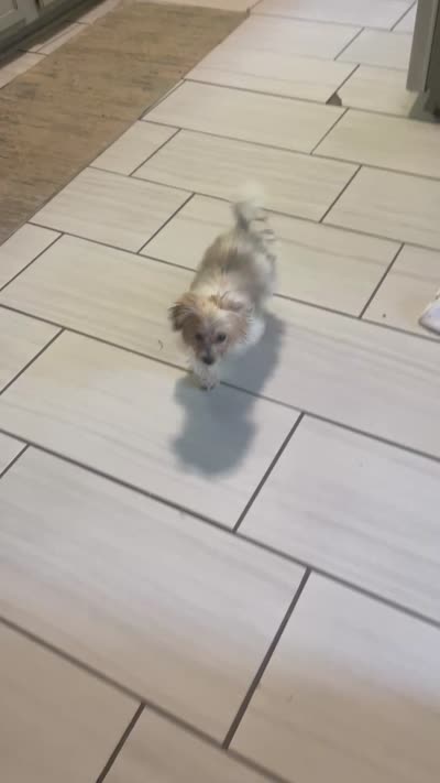  teddy puppy, a male Maltipoo and Poodle - Toy  for sale in Atlanta, GA – 6 of 6