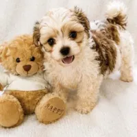 teddy puppy, a male Maltipoo and Poodle - Toy  for sale in Atlanta, GA – 1 of 3