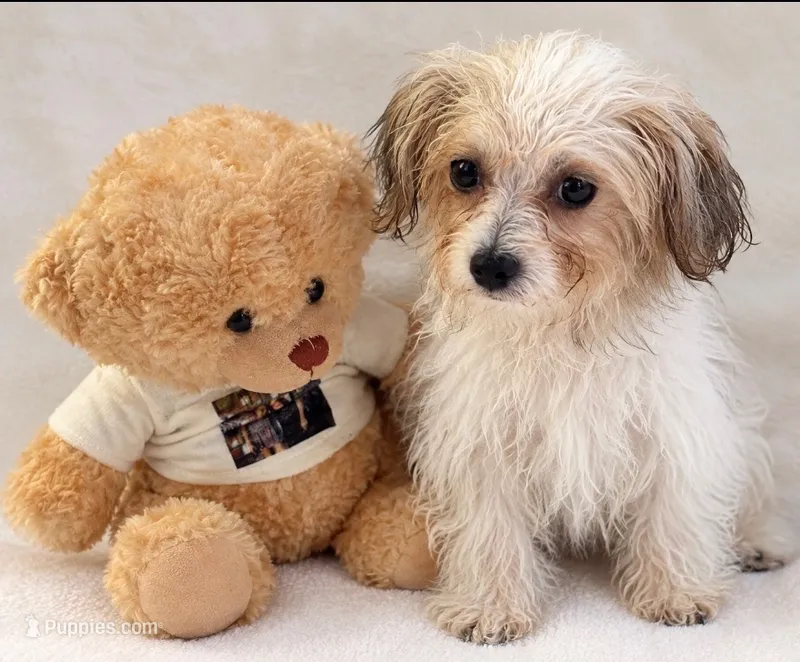  teddy puppy – Maltipoo, Poodle - Toy  puppy for sale in Atlanta, GA