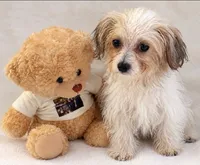  teddy puppy, a male Maltipoo and Poodle - Toy  for sale in Atlanta, GA – 1 of 6
