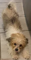 teddy puppy, a male Maltipoo and Poodle - Toy  for sale in Atlanta, GA – 4 of 6
