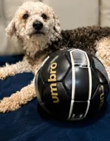 Maltipoo male , a male Maltipoo and Poodle - Toy  for sale in Atlanta, GA – 6 of 7